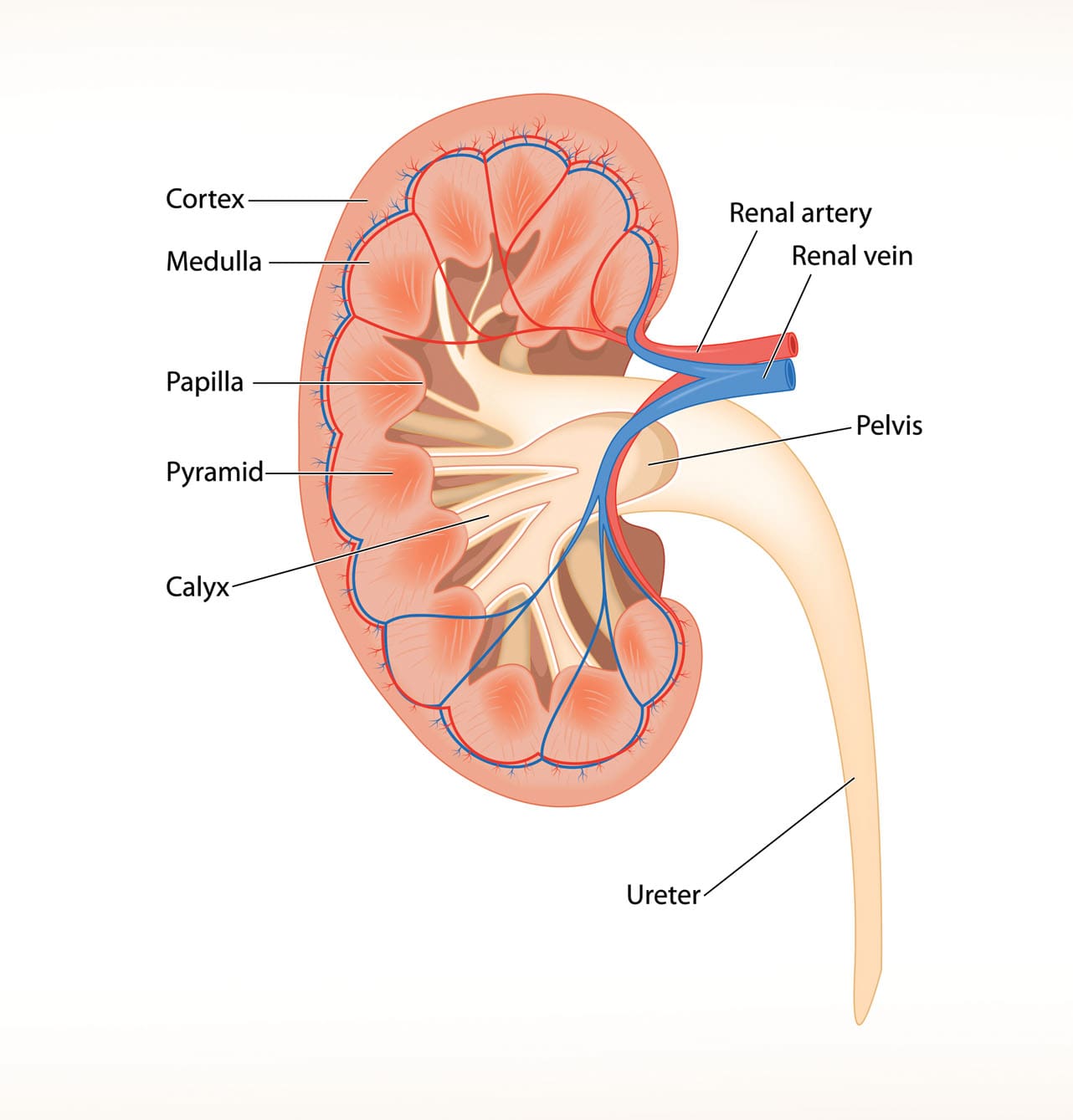 Renal Cortex: Kidney, Anatomy, Function & Conditions
