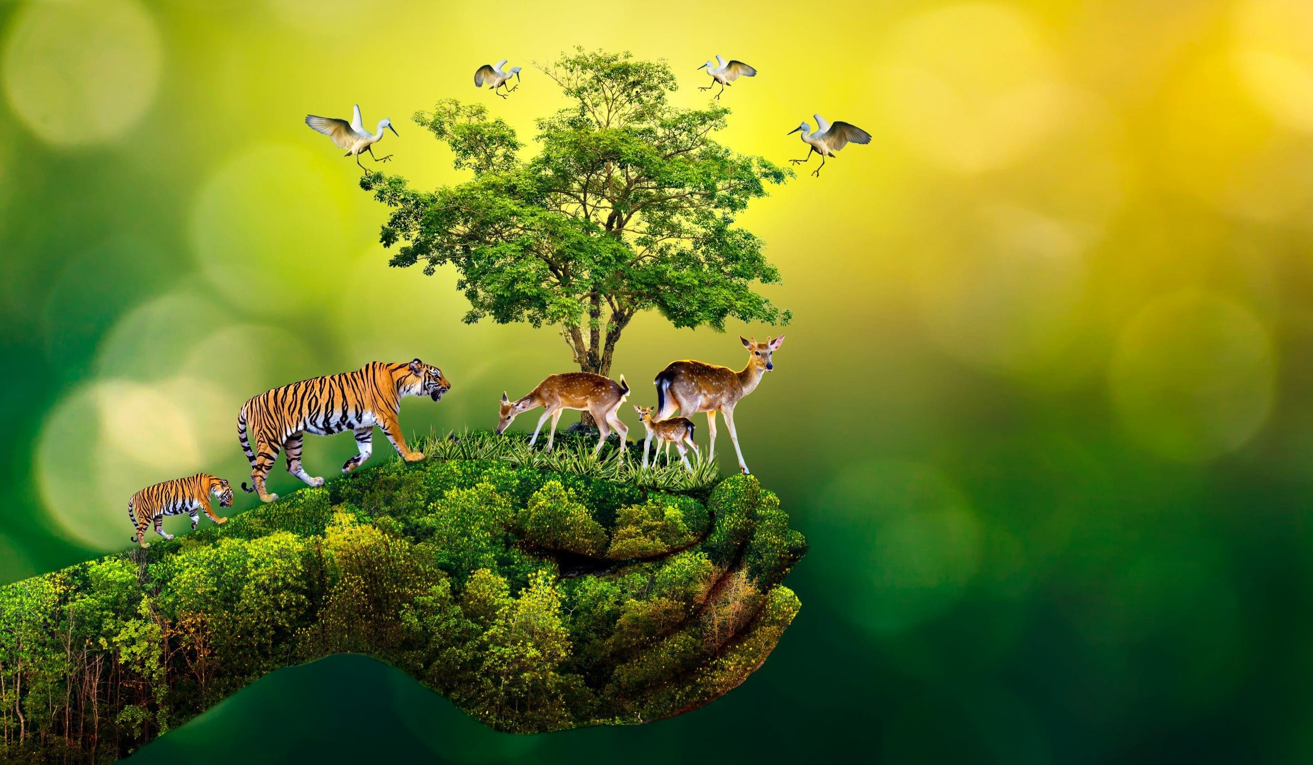 pandemic-,Nature,Reserve,Conserve,Wildlife,Reserve,Tiger,Deer,Global,Warming