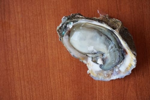 Oyster